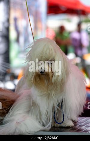 Lhasa Apso präparierte sich und wartete auf eine Hundeausstellung Stockfoto