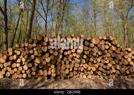 Ein Stapel von geschnittenen Holzstämmen, die in der Nähe von Peterstirn in Bayern auf das Laden und Mitnehmen warten Stockfoto