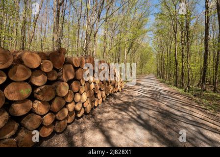 Ein Stapel von geschnittenen Holzstämmen, die in der Nähe von Peterstirn in Bayern auf das Laden und Mitnehmen warten Stockfoto