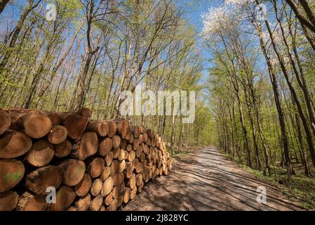 Ein Stapel von geschnittenen Holzstämmen, die in der Nähe von Peterstirn in Bayern auf das Laden und Mitnehmen warten Stockfoto