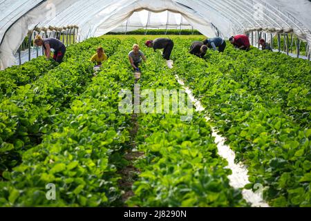 12. Mai 2022, Brandenburg, Bensdorf/OT Herrenhölzer: Erntehelfer aus Rumänien ernten Erdbeeren der Sorte 'Asia' während des offiziellen Starts der brandenburgischen Erdbeersaison auf einem Feld des Familienbauernhofs gut Herrenhölzer. Auf dem Weingut werden Erdbeeren auf 16 Hektar in Folienzelten und auf offenen Feldern angebaut und können bis Ende Juli geerntet werden. Seit etwa vier Jahren werden Hummeln eingesetzt, um die Pflanzen zu bestäuben, was zu einem höheren Ertrag führt. Der Einsatz von Folienzelten bringt eine frühere Erntezeit mit sich und reduziert zudem den Wasserverbrauch und die Notwendigkeit, weniger Pestizide zu verwenden. Foto: Stockfoto