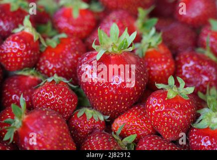 12. Mai 2022, Brandenburg, Bensdorf/OT Herrenhölzer: Frisch gepflückte Erdbeeren der Sorte Magnum liegen zum offiziellen Start der brandenburgischen Erdbeersaison im Hofladen des Familienbauernhofs gut Herrenhölzer in einem Korb. Auf dem Weingut werden Erdbeeren auf 16 Hektar in Folienzelten und auf offenem Boden angebaut und können bis Ende Juli geerntet werden. Hummeln werden seit etwa vier Jahren zur Bestäubung der Pflanzen eingesetzt, was zu einem höheren Ertrag führt. Der Einsatz von Folienzelten bringt eine frühere Erntezeit mit sich und reduziert zudem den Wasserverbrauch und die Notwendigkeit, weniger Pestizide zu verwenden. Foto: Stockfoto