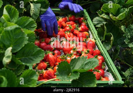 12. Mai 2022, Brandenburg, Bensdorf/OT Herrenhölzer: Ein Erntearbeiter aus Rumänien erntet Erdbeeren der Sorte 'Asia' während des offiziellen Starts der brandenburgischen Erdbeersaison auf einem Feld des Familienbauernhofs gut Herrenhölzer. Auf dem Weingut werden Erdbeeren auf 16 Hektar in Folienzelten und auf offenen Feldern angebaut und können bis Ende Juli geerntet werden. Seit etwa vier Jahren werden Hummeln eingesetzt, um die Pflanzen zu bestäuben, was zu einem höheren Ertrag führt. Der Einsatz von Folienzelten bringt eine frühere Erntezeit mit sich und reduziert zudem den Wasserverbrauch und die Notwendigkeit, weniger Pestizide zu verwenden. Phot Stockfoto