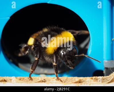 12. Mai 2022, Brandenburg, Bensdorf/OT Herrenhölzer: Nach dem offiziellen Start der brandenburgischen Erdbeersaison sitzt eine Hummel am Eingangsloch neben einem Feld auf dem Familienbetrieb gut Herrenhölzer. Erdbeeren werden auf dem gut auf 16 Hektar in Folienzelten und auf offenen Feldern angebaut und können bis Ende Juli geerntet werden. Hummeln werden seit etwa vier Jahren zur Bestäubung der Pflanzen eingesetzt, was zu einem höheren Ertrag führt. Der Einsatz von Folienzelten bringt eine frühere Erntezeit mit sich und reduziert zudem den Wasserverbrauch und die Notwendigkeit, weniger Pestizide zu verwenden. Foto: Soeren Sache/dpa Stockfoto