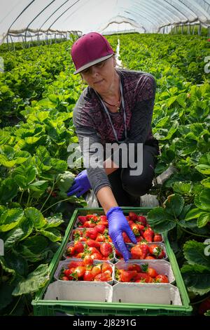 12. Mai 2022, Brandenburg, Bensdorf/OT Herrenhölzer: Erntehelferin Tatjana aus Rumänien erntet Erdbeeren der Sorte 'Asia' während des offiziellen Starts der brandenburgischen Erdbeersaison auf einem Feld des Familienbauernhofs gut Herrenhölzer. Auf dem Weingut werden Erdbeeren auf 16 Hektar in Folienzelten und auf offenen Feldern angebaut und können bis Ende Juli geerntet werden. Seit etwa vier Jahren werden Hummeln eingesetzt, um die Pflanzen zu bestäuben, was zu einem höheren Ertrag führt. Der Einsatz von Folienzelten bringt eine frühere Erntezeit mit sich und reduziert zudem den Wasserverbrauch und die Notwendigkeit, weniger Pestizide zu verwenden Stockfoto