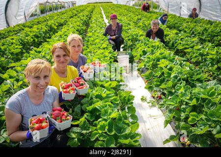 12. Mai 2022, Brandenburg, Bensdorf/OT Herrenhölzer: Erntehelfer aus Rumänien zeigen zum offiziellen Start der brandenburgischen Erdbeersaison frisch geerntete Erdbeeren der Sorte 'Asia' auf einem Feld des Familienbauernhofs gut Herrenhölzer. Auf dem Weingut werden Erdbeeren auf 16 Hektar in Folienzelten und auf offenen Feldern angebaut und können bis Ende Juli geerntet werden. Seit etwa vier Jahren werden Hummeln eingesetzt, um die Pflanzen zu bestäuben, was zu einem höheren Ertrag führt. Der Einsatz von Folienzelten bringt eine frühere Erntezeit mit sich und reduziert zudem den Wasserverbrauch und die Notwendigkeit, weniger pes zu verwenden Stockfoto