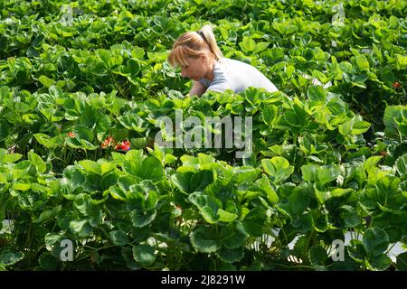 12. Mai 2022, Brandenburg, Bensdorf/OT Herrenhölzer: Ein Erntehelfer aus Rumänien erntet Erdbeeren der Sorte 'Asia' während des offiziellen Starts der brandenburgischen Erdbeersaison auf einem Feld des Familienbauernhofs gut Herrenhölzer. Auf dem Weingut werden Erdbeeren auf 16 Hektar in Folienzelten und auf offenen Feldern angebaut und können bis Ende Juli geerntet werden. Seit etwa vier Jahren werden Hummeln eingesetzt, um die Pflanzen zu bestäuben, was zu einem höheren Ertrag führt. Der Einsatz von Folienzelten bringt eine frühere Erntezeit mit sich und reduziert zudem den Wasserverbrauch und die Notwendigkeit, weniger Pestizide zu verwenden. Foto: So Stockfoto