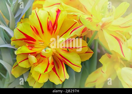 Nahaufnahme der gelben Doppeltulippen. Monsella Double Early Tulip. Tulpen mit roten und gelben Streifen im Garten. Hellste Tulpe. Stockfoto