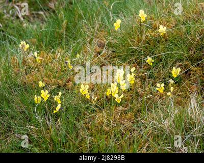 Mountain Pansy, Viola lutea, in Austwick, Yorkshire Dales, Großbritannien. Stockfoto