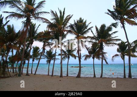 Plage de Saint-François en fin de journée, Guadeloupe Stockfoto