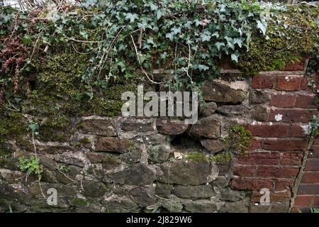 Ivy und Mos wachsen auf der Stein- und Ziegelwand England Stockfoto