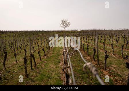 Reihen von Reben in einem Weinberg führen zu einem einsamen Baum in Bayern, Deutschland, in der Nähe der Stadt Volkach. Stockfoto