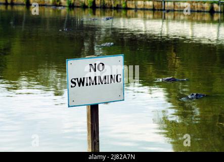 Florida USA kein Schwimmschild und Alligatoren im Wasser Stockfoto