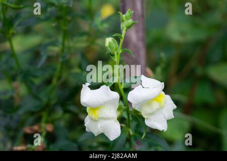 Weiße Snapdragons blühen in einem indischen Garten. Antirrhinum ist eine Pflanzengattung, die allgemein als Drachenblumen, Schnapprachen und Hundeblume bekannt ist Stockfoto