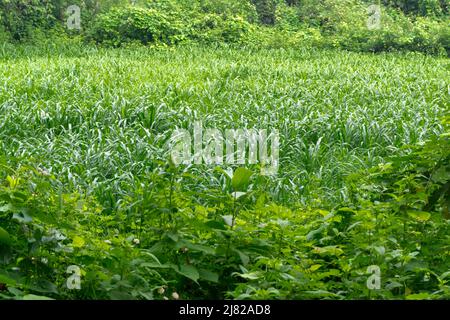 Eine Weitwinkelaufnahme von Bio-Reisfeldern in Indien. Grüne Reisfelder Stockfoto