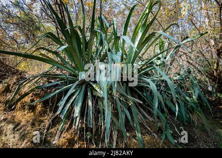 Eine große Aloe Vera Pflanze, die in einem indischen Wald wächst. Aloe Vera ist eine kaktusartige Pflanze, die in heißen, trockenen Klimazonen wächst. Stockfoto