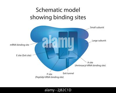 Ein struktureller Blick auf den Mechanismus des Ribosom Stockfoto