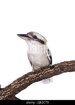 Erwachsener männlicher Kookaburra alias Dacelo novaeguineae Vogel, der auf einem Holzzweig sitzt. Isoliert auf weißem Hintergrund. Stockfoto