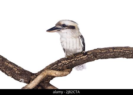 Erwachsener männlicher Kookaburra alias Dacelo novaeguineae Vogel, der auf einem Holzzweig sitzt. Isoliert auf weißem Hintergrund. Stockfoto