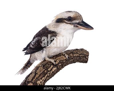 Erwachsener männlicher Kookaburra alias Dacelo novaeguineae Vogel, sitzend Seitenwege auf Holzzweig. Isoliert auf weißem Hintergrund. Stockfoto