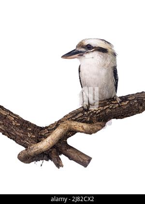 Erwachsener männlicher Kookaburra alias Dacelo novaeguineae Vogel, sitzend Seitenwege auf Holzzweig. Isoliert auf weißem Hintergrund. Stockfoto