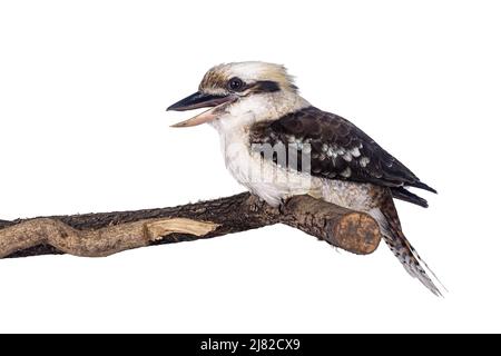 Erwachsener männlicher Kookaburra alias Dacelo novaeguineae Vogel, sitzend Seitenwege auf Holzzweig. Isoliert auf weißem Hintergrund. Schnabel offen, lachend. Stockfoto