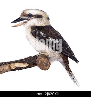 Erwachsener männlicher Kookaburra alias Dacelo novaeguineae Vogel, sitzend Seitenwege auf Holzzweig. Isoliert auf weißem Hintergrund. Schnabel offen, lachend. Stockfoto