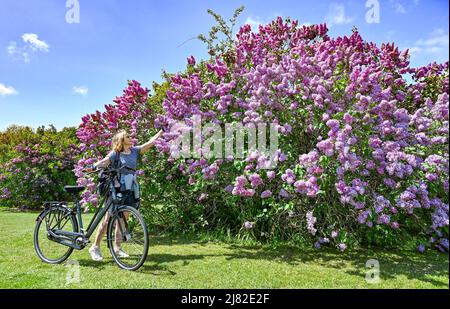 Brighton UK 12. May 2022 - An einem schönen sonnigen Tag Hält Ein Radfahrer an, um die berühmte Fliedersammlung von Brighton im Withdean Park zu bewundern. Der Park hat die zweitgrößte Sammlung von Fliedern in der Welt mit über 250 Arten, die im Mai von ihrer besten Seite sind : Credit Simon Dack / Alamy Live News Stockfoto