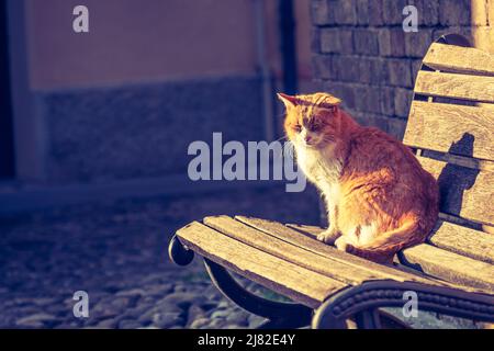 Katze auf der Bank mit orangefarbenem Sonnenuntergangslicht - Buchcover mit horizontalem Hintergrund-Copyspace Stockfoto