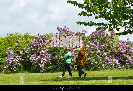 Brighton UK 12. May 2022 - an einem schönen sonnigen Tag genießen Wanderer die berühmte Fliedersammlung von Brighton im Withdean Park. Der Park hat die zweitgrößte Sammlung von Fliedern in der Welt mit über 250 Arten, die im Mai von ihrer besten Seite sind : Credit Simon Dack / Alamy Live News Stockfoto