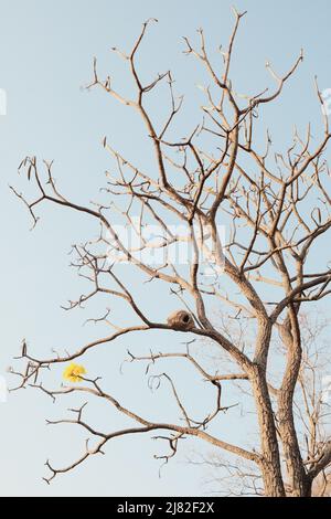 Ein João-de-Barro, 'Rufous Hornero', nisten in einem gelben Ipe-Baum, der fast ohne Blätter vor einem blauen Himmel steht Stockfoto