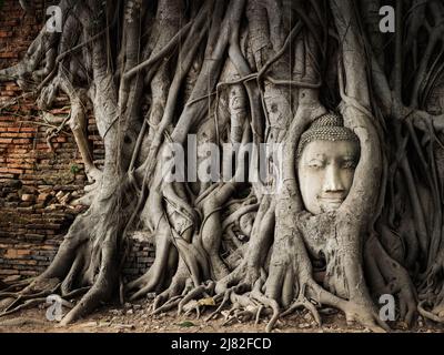 Buddha Kopf in banyan Baumwurzeln im Wat Mahathat Tempel im Ayutthaya Historical Park, Thailand. Stockfoto