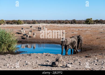 Afrikanische Elefanten, Zebras und Antilopen treffen in der Nähe von einem Wasserloch im Etosha National Park, Namibia. Stockfoto