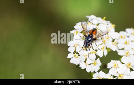 Nahaufnahme der weiblichen Tachinidfliege auf weißer Blume mit grün verschwommenem Naturhintergrund. Eriothrix rufomaculata. Bestechend Insektenbestäuber auf einer Wildblume. Stockfoto