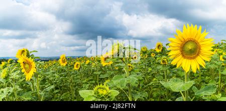 Nahaufnahme von blühenden gemeinsamen Sonnenblumen in Panoramalandschaft. Helianthus annuus. Schöne gelbe Blüten mit grünen Blättern im Feld mit dramatischen Himmel. Stockfoto