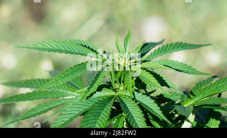 Nahaufnahme einer Cannabispflanze, schönes weißes Bokeh auf unscharfem Hintergrund. Anbau von Hanfkräutern mit grünen Blättern. Marihuana-Freizeitdroge. Stockfoto