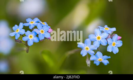 Nahaufnahme von Holz Vergiss-mich-nicht blüht auf grün verwischen Natur Hintergrund. Myosotis sylvatica. Schöne zarte, hellblau blühende Wildblume mit Knospen. Stockfoto