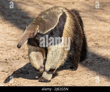 Frontalansicht eines Riesenanteaters (Myrmecophaga tridactyla) Stockfoto