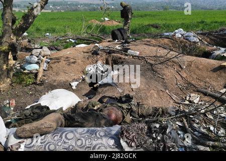 8. Mai 2022, Malaya Rohan, Charkiw, Ukraine: Ein ukrainischer Soldat überprüft den Grabenbereich neben dem Körper eines russischen Soldaten im Dorf Malaya Rohan, der während der Zusammenstöße mit den Ukrainern starb. Nach Angaben der Kröner sind die Leichen seit zwei bis vier Wochen verwesend. Ukrainische Soldaten befreiten das kleine Dorf Malaya Rohan' außerhalb Charkiws, wo russische Truppen sich kürzlich nach intensiven Kämpfen mit ukrainischen Truppen zurückzogen. Wenige Wochen nach dem Kampf durfte die Presse in das Dorf einreisen. Russland marschierte am 24. Februar 2022 in die Ukraine ein und löste damit die größte Mil aus Stockfoto