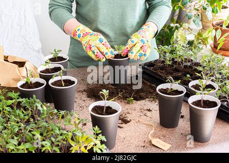 Junge grüne Keimlinge von Tomaten in einer speziellen Kunststoff-Form, Frau Gärtner Pflanzung Keimlinge, Ausstechen in Einweg-Pappbecher, Heim-Hobby Stockfoto