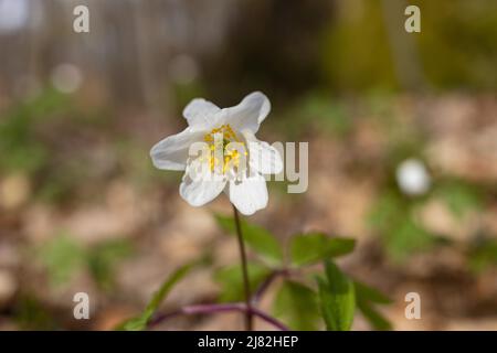 Holzanemone Anemona nemorosa einzelne Blüte im Frühlingswald aus der Nähe Stockfoto