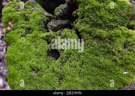 Draufsicht auf einen mit Moos bedeckten Baumstumpf in einem dunklen Wald Stockfoto