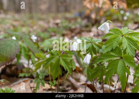 Weiße Holzanemone blüht in der Nähe des Frühlingswaldes. Waldwiese mit Primerose-Blumen bedeckt Stockfoto