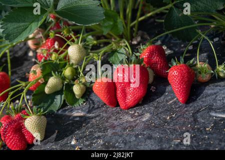 Neue Ernte der süßen frischen outdoor Rote Erdbeere, wachsende außerhalb im Boden, Reihen mit Reifen leckere Erdbeeren Stockfoto