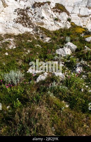 Teppich aus wilden Blumen, einschließlich rotem Baldrian, wächst am Fuß einer Kreidefelsen Stockfoto