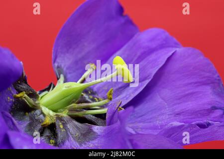 Extreme Nahaufnahme lila Blume Detail Stockfoto