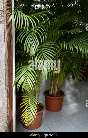 Frische grüne tropische Howea forsteriana oder Areca Palmenpflanze im häuslichen Interieur. Urban Gardening Konzept Stockfoto