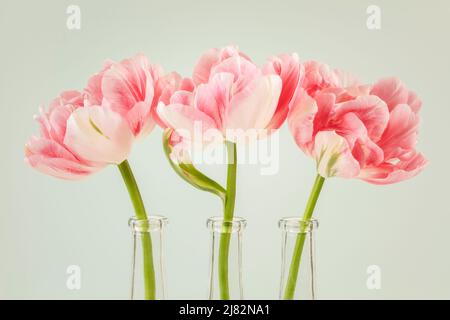 Drei weiße und rosa Doppeltulips Finola in Glasvasen in einer Reihe Stockfoto