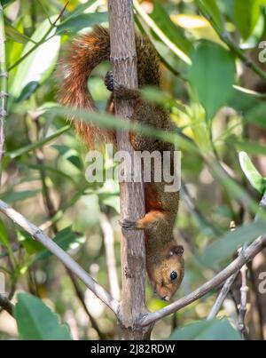 Das rotbauchige Eichhörnchen klettert auf den Baum. Pallas-Eichhörnchen (Callosciurus erythraeus) in tropischer Natur, Thailand. Stockfoto