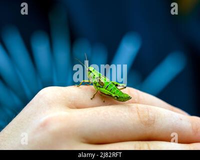 Eine große grüne Heuschrecke, die Heuschrecke, sitzt auf der Hand eines Kindes. Tageslicht Stockfoto